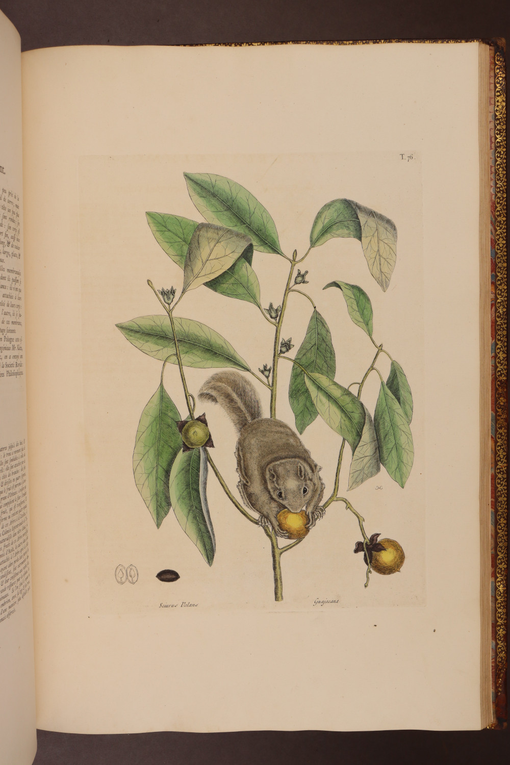 Plate 76